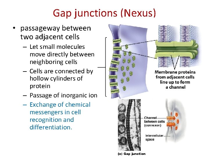 Gap junctions (Nexus) • passageway between two adjacent cells – Let small molecules move