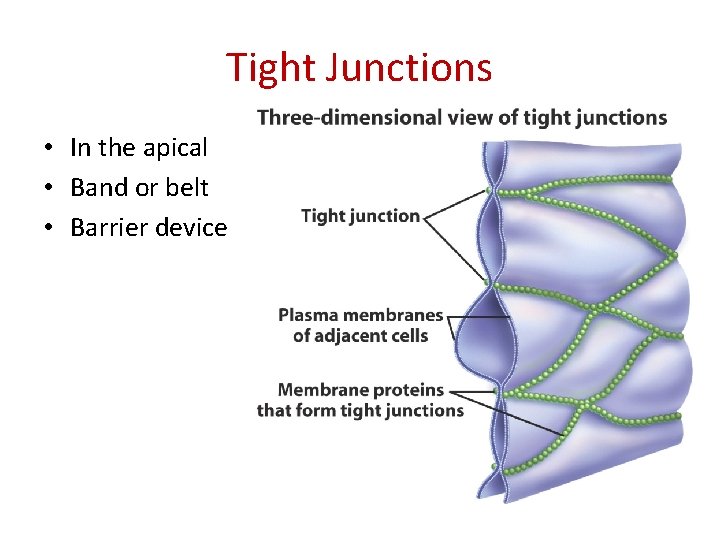 Tight Junctions • In the apical • Band or belt • Barrier device 