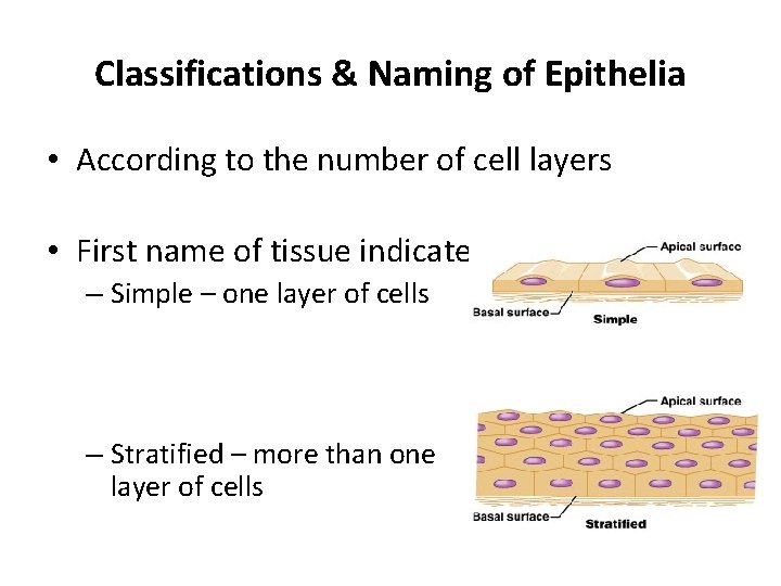 Classifications & Naming of Epithelia • According to the number of cell layers •