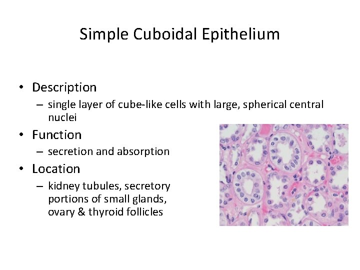 Simple Cuboidal Epithelium • Description – single layer of cube-like cells with large, spherical