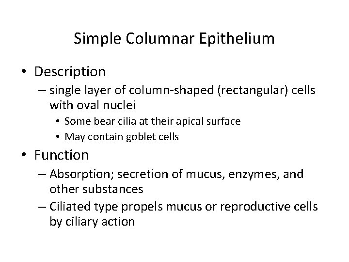 Simple Columnar Epithelium • Description – single layer of column-shaped (rectangular) cells with oval