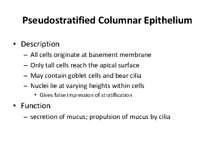Pseudostratified Columnar Epithelium • Description – – All cells originate at basement membrane Only