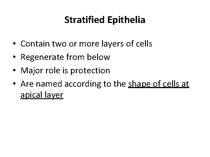 Stratified Epithelia • • Contain two or more layers of cells Regenerate from below