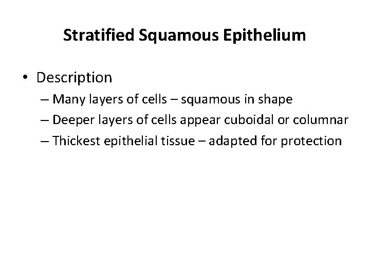 Stratified Squamous Epithelium • Description – Many layers of cells – squamous in shape