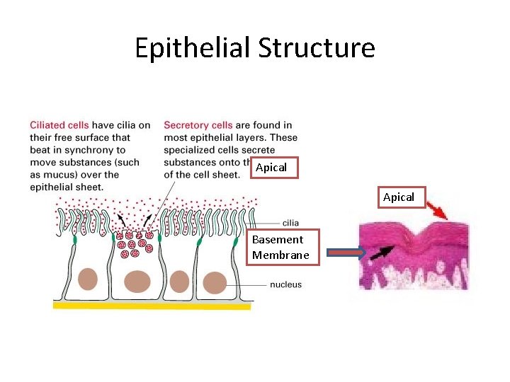 Epithelial Structure Apical Basement Membrane 