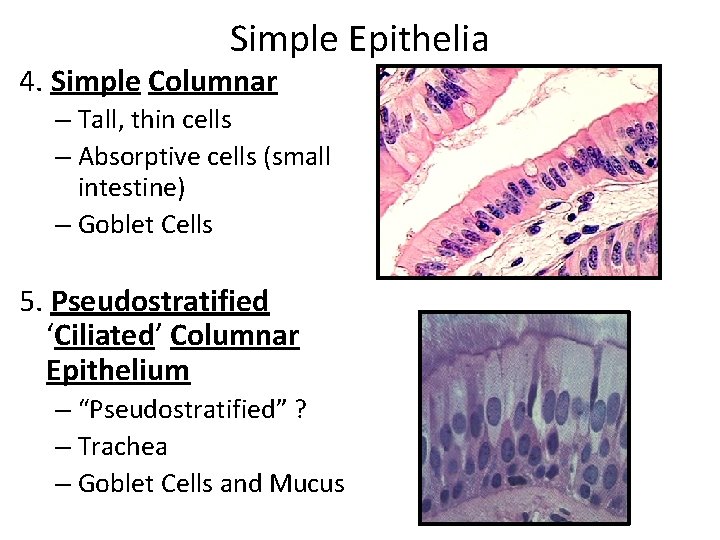 Simple Epithelia 4. Simple Columnar – Tall, thin cells – Absorptive cells (small intestine)