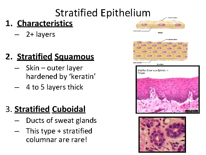 Stratified Epithelium 1. Characteristics – 2+ layers 2. Stratified Squamous – Skin – outer