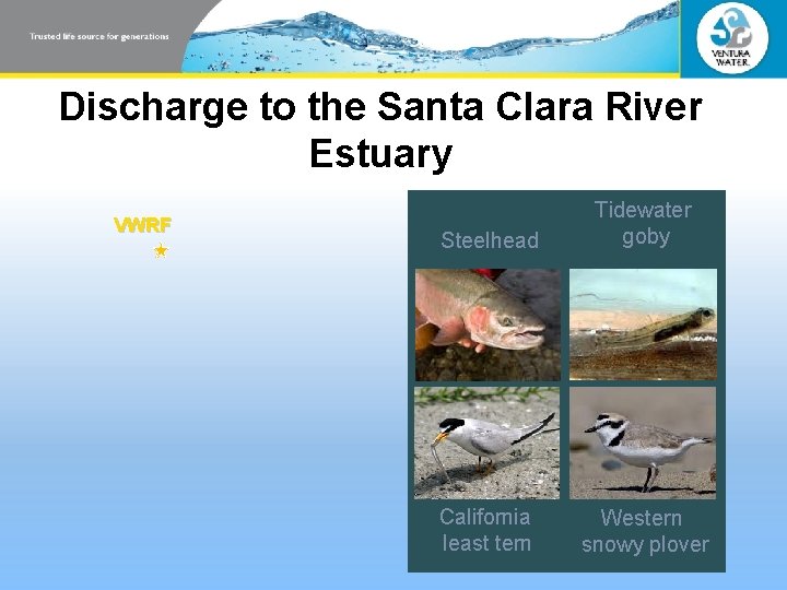 Discharge to the Santa Clara River Estuary VWRF Steelhead Tidewater goby California least tern Discharge to the Santa Clara River Estuary VWRF Steelhead Tidewater goby California least tern