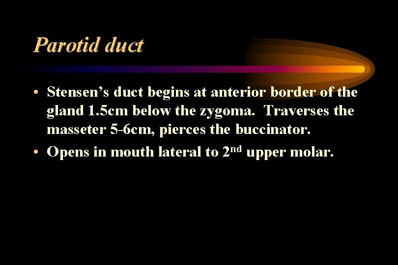 Parotid duct • Stensen’s duct begins at anterior border of the gland 1. 5