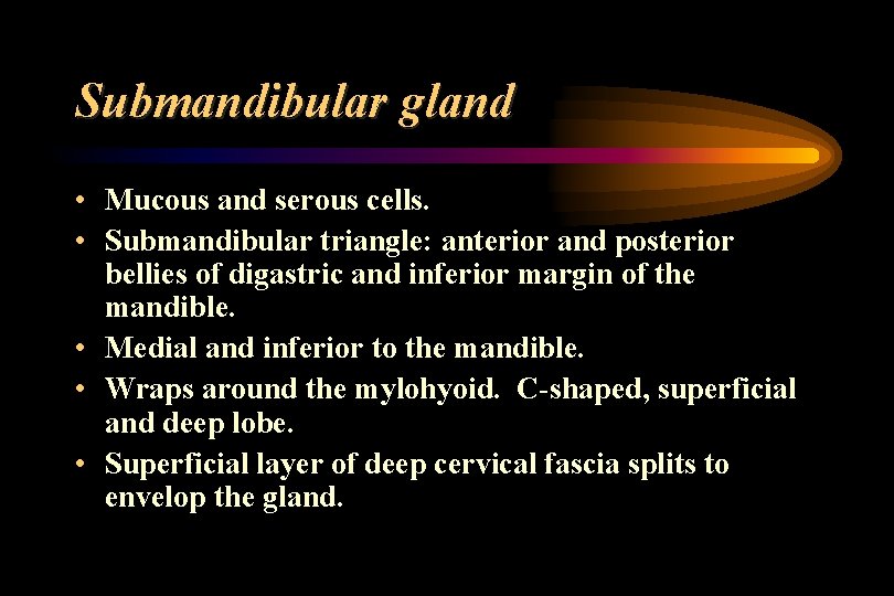 Submandibular gland • Mucous and serous cells. • Submandibular triangle: anterior and posterior bellies