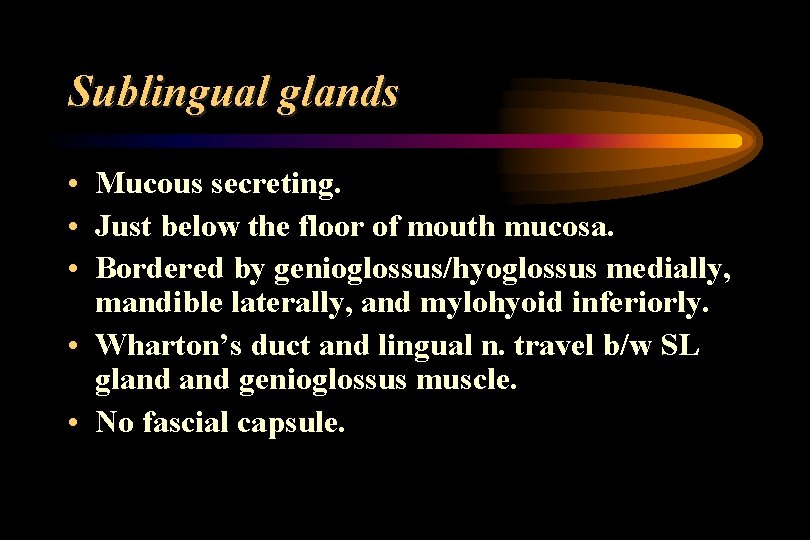 Sublingual glands • Mucous secreting. • Just below the floor of mouth mucosa. •