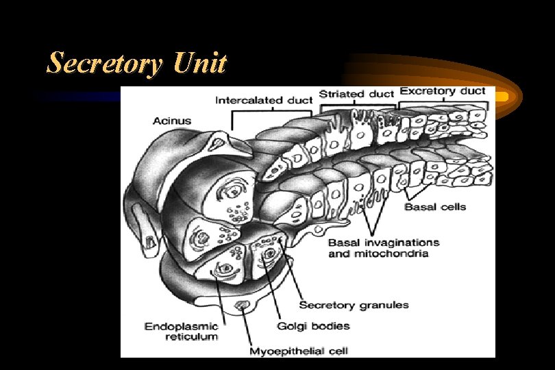 Secretory Unit 