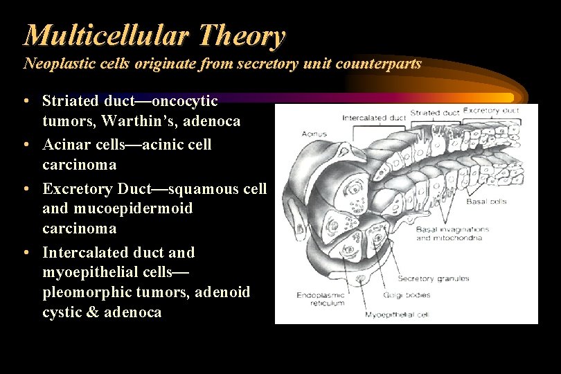 Multicellular Theory Neoplastic cells originate from secretory unit counterparts • Striated duct—oncocytic tumors, Warthin’s,