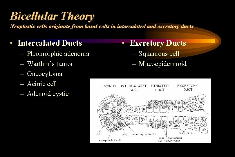 Bicellular Theory Neoplastic cells originate from basal cells in intercalated and excretory ducts •