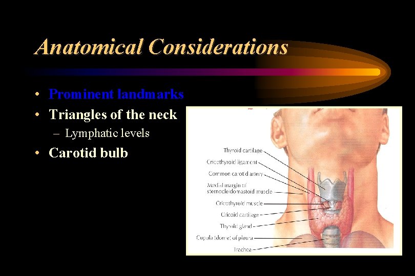 Anatomical Considerations • Prominent landmarks • Triangles of the neck – Lymphatic levels •