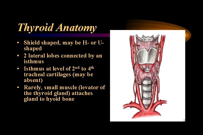 Thyroid Anatomy • Shield shaped, may be H- or Ushaped • 2 lateral lobes