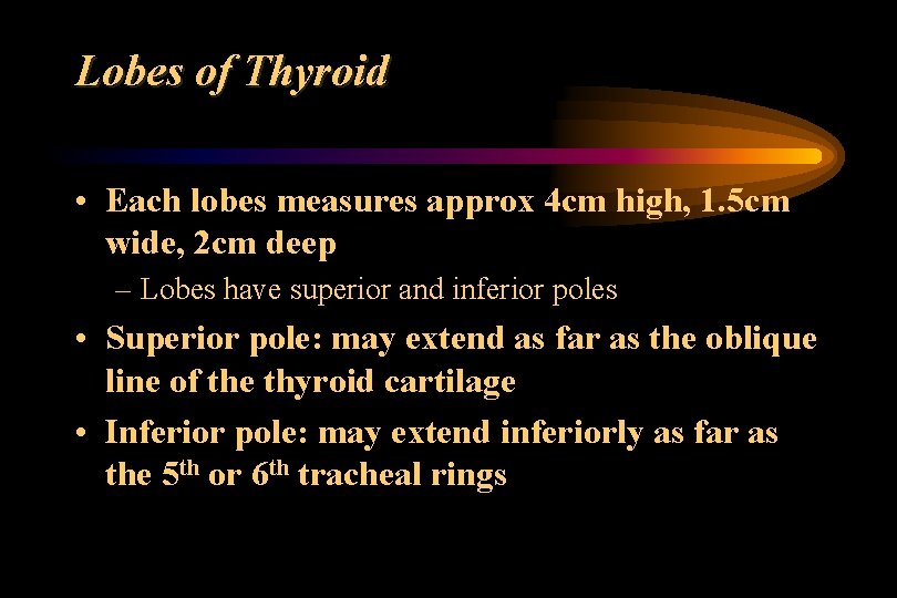 Lobes of Thyroid • Each lobes measures approx 4 cm high, 1. 5 cm