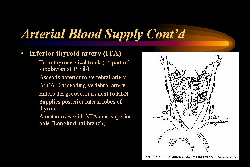 Arterial Blood Supply Cont’d • Inferior thyroid artery (ITA) – From thyrocervical trunk (1