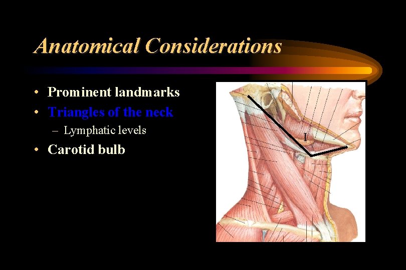 Anatomical Considerations • Prominent landmarks • Triangles of the neck – Lymphatic levels •