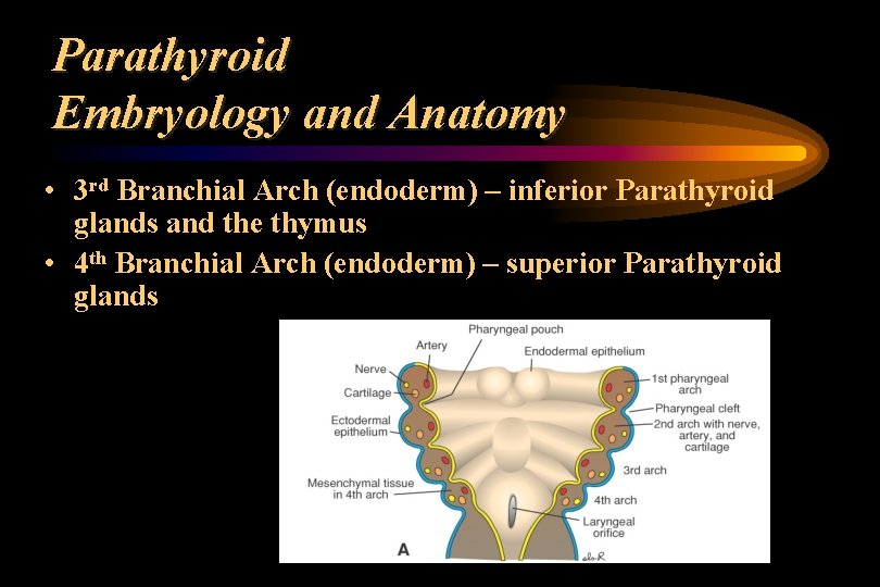 Parathyroid Embryology and Anatomy • 3 rd Branchial Arch (endoderm) – inferior Parathyroid glands