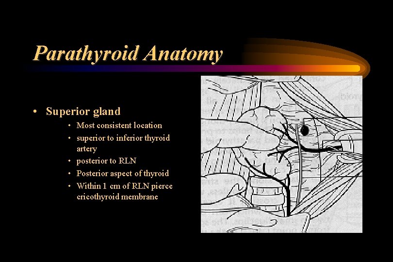 Parathyroid Anatomy • Superior gland • Most consistent location • superior to inferior thyroid