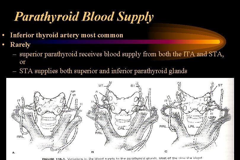 Parathyroid Blood Supply • Inferior thyroid artery most common • Rarely – superior parathyroid