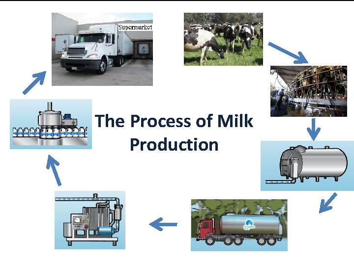 The Process of Milk Production 