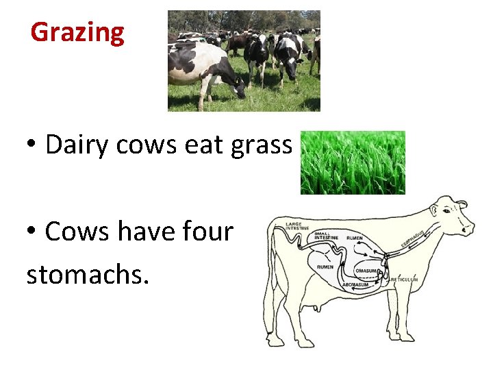 Grazing • Dairy cows eat grass • Cows have four stomachs. 