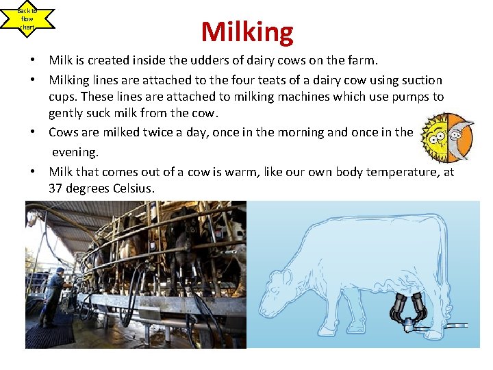 Back to flow chart Milking • Milk is created inside the udders of dairy