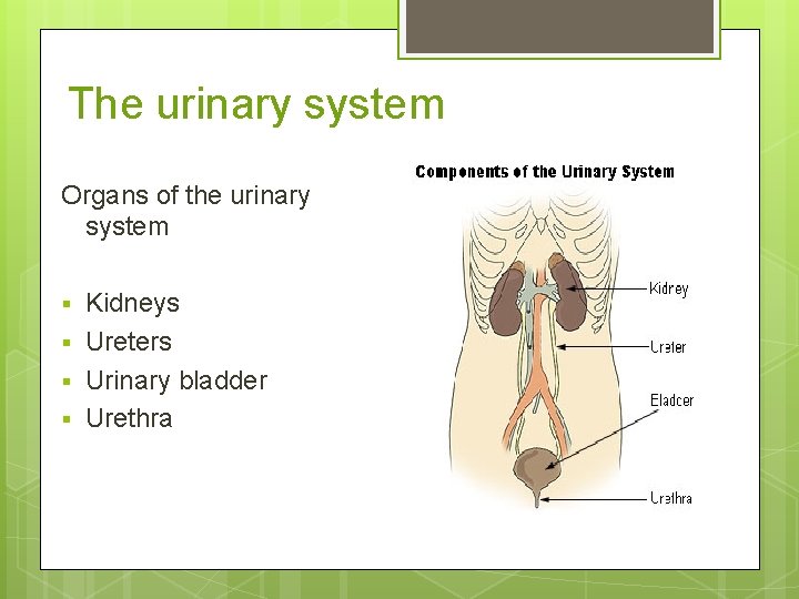 The urinary system Organs of the urinary system § § Kidneys Ureters Urinary bladder