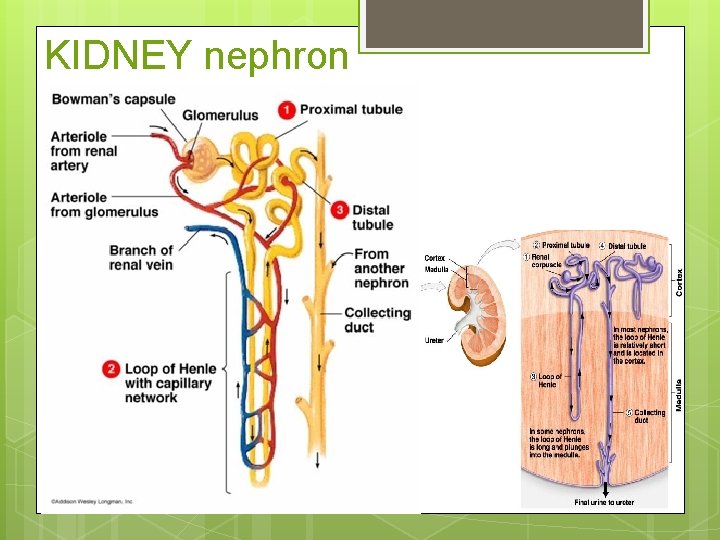 KIDNEY nephron 