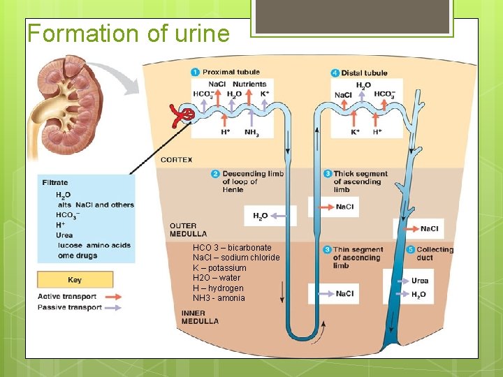 Formation of urine HCO 3 – bicarbonate Na. Cl – sodium chloride K –