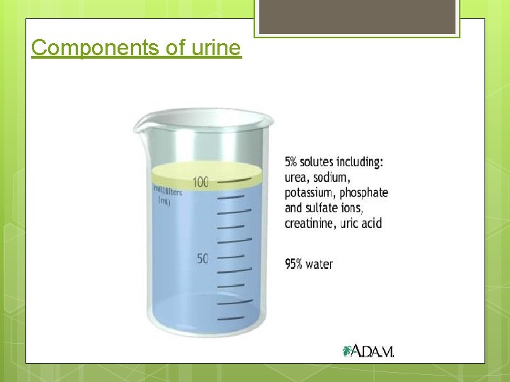 Components of urine 