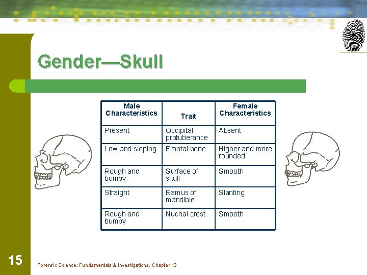 Gender—Skull Male Characteristics 15 Trait Female Characteristics Present Occipital protuberance Absent Low and sloping