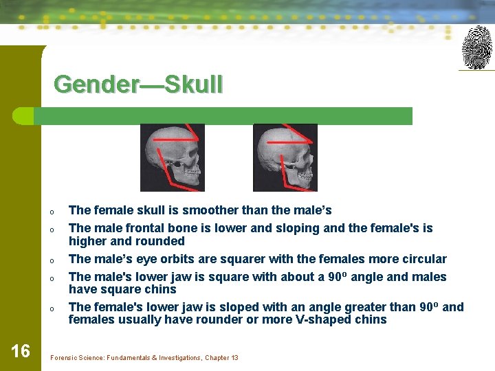 Gender—Skull o o o 16 The female skull is smoother than the male’s The