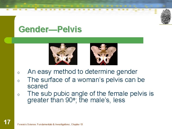 Gender—Pelvis o o o 17 An easy method to determine gender The surface of