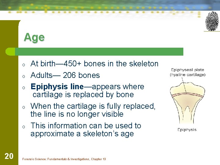Age o o o 20 At birth— 450+ bones in the skeleton Adults— 206