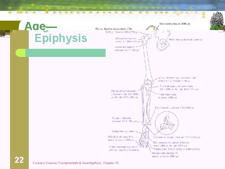 Age— Epiphysis 22 Forensic Science: Fundamentals & Investigations, Chapter 13 