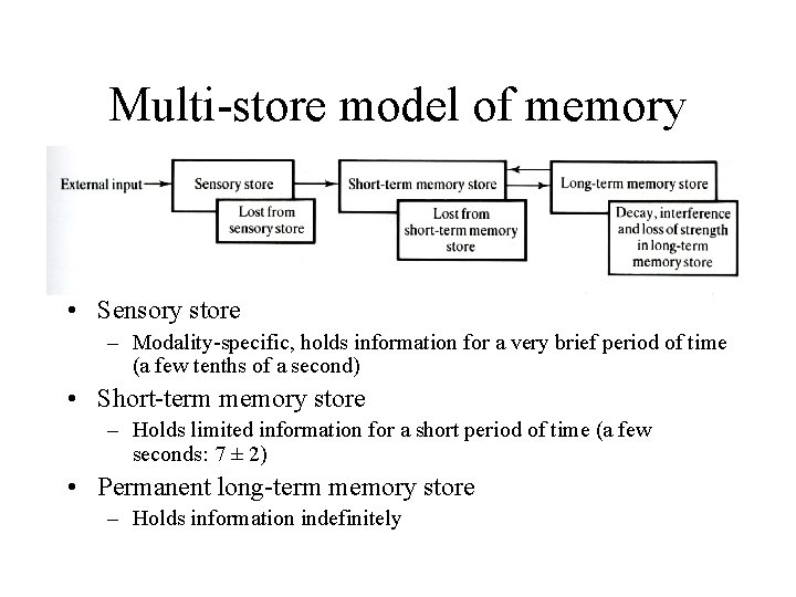 Multi-store model of memory • Sensory store – Modality-specific, holds information for a very