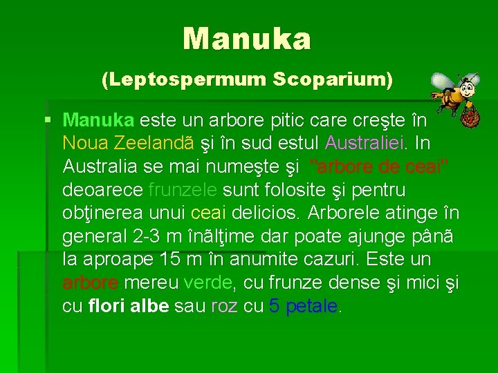 Manuka (Leptospermum Scoparium) § Manuka este un arbore pitic care creşte în Noua Zeelandã Manuka (Leptospermum Scoparium) § Manuka este un arbore pitic care creşte în Noua Zeelandã