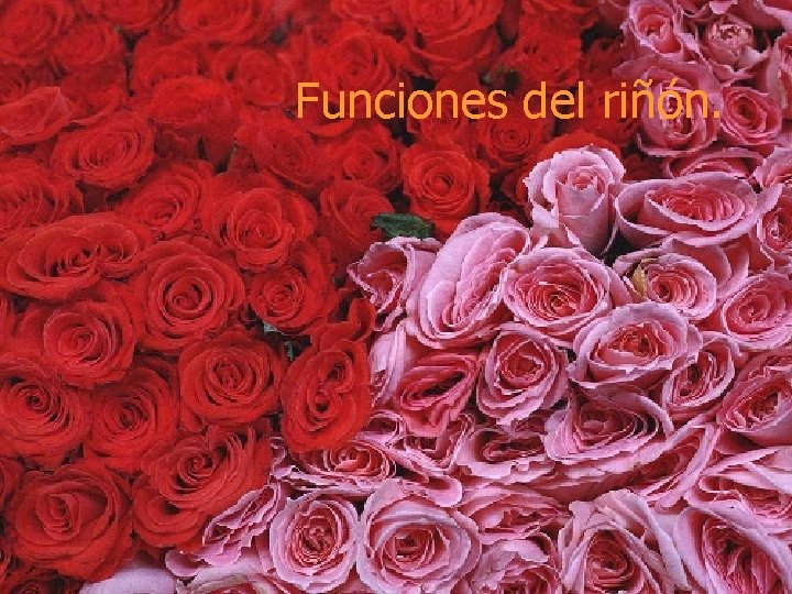 Funciones del riñón. 