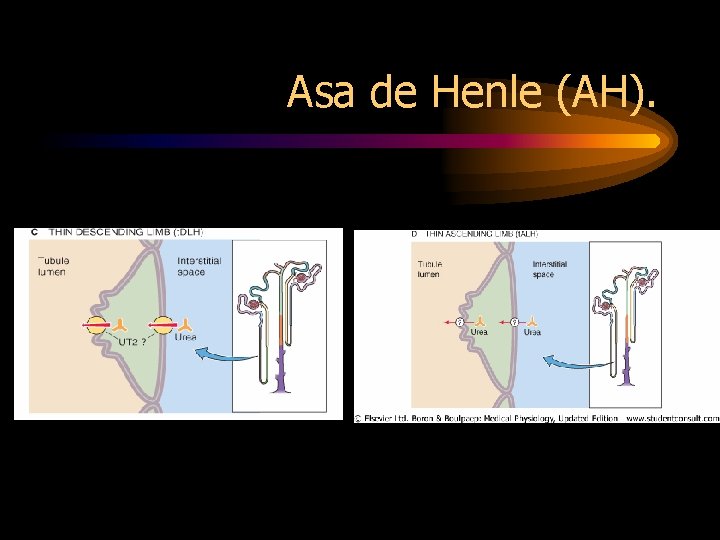 Asa de Henle (AH). 