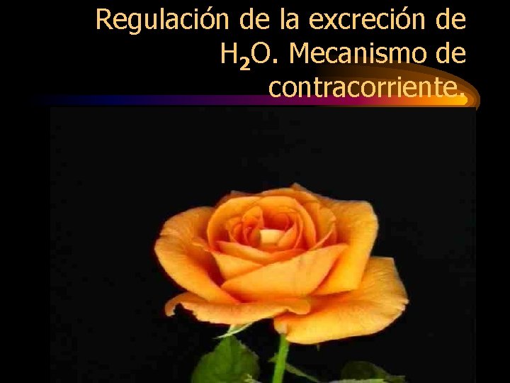 Regulación de la excreción de H 2 O. Mecanismo de contracorriente. 