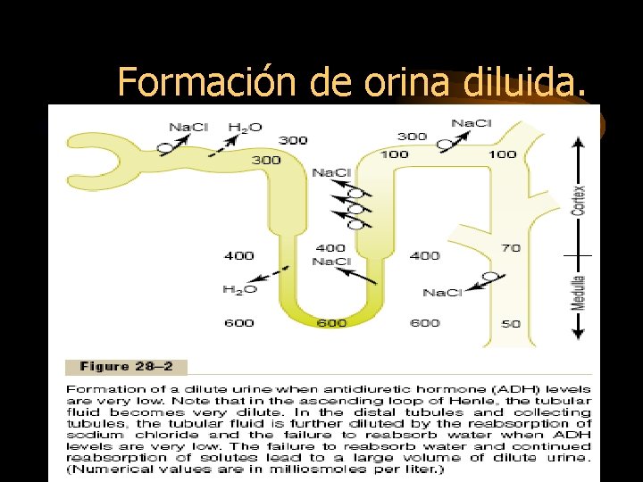 Formación de orina diluida. 