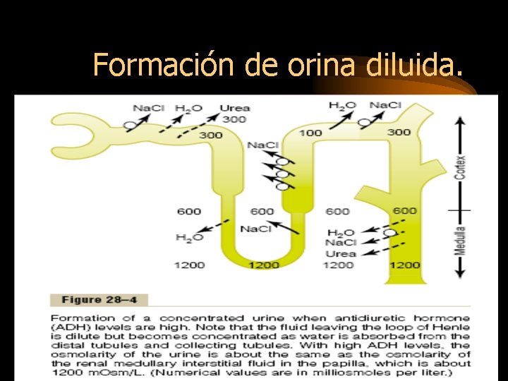 Formación de orina diluida. 