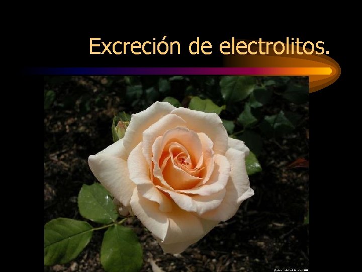 Excreción de electrolitos. 