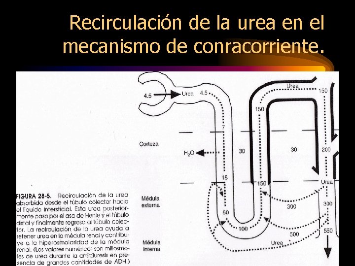 Recirculación de la urea en el mecanismo de conracorriente. 