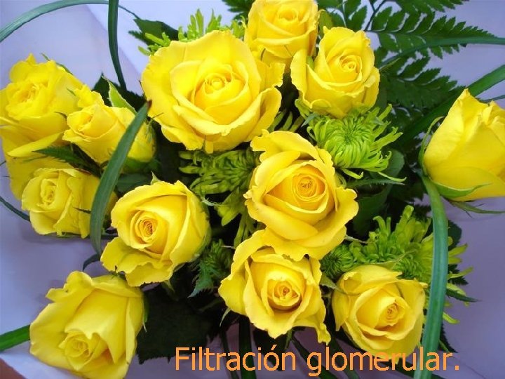 Filtración glomerular. 