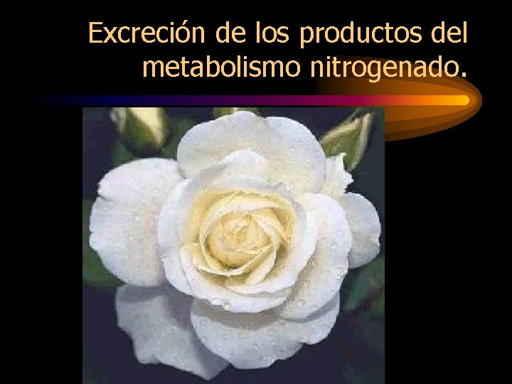 Excreción de los productos del metabolismo nitrogenado. 