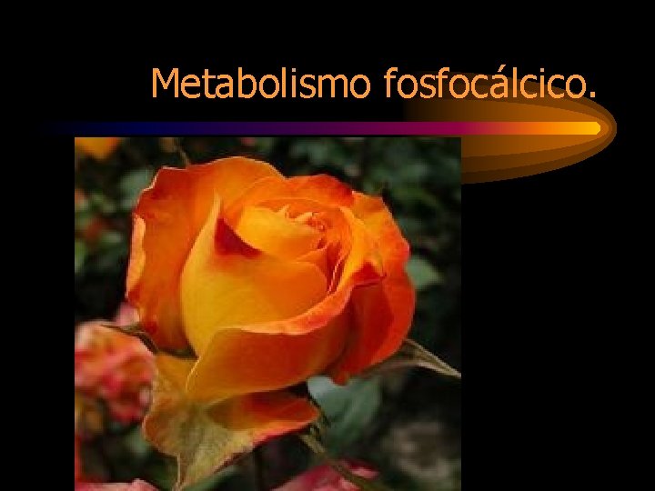 Metabolismo fosfocálcico. 